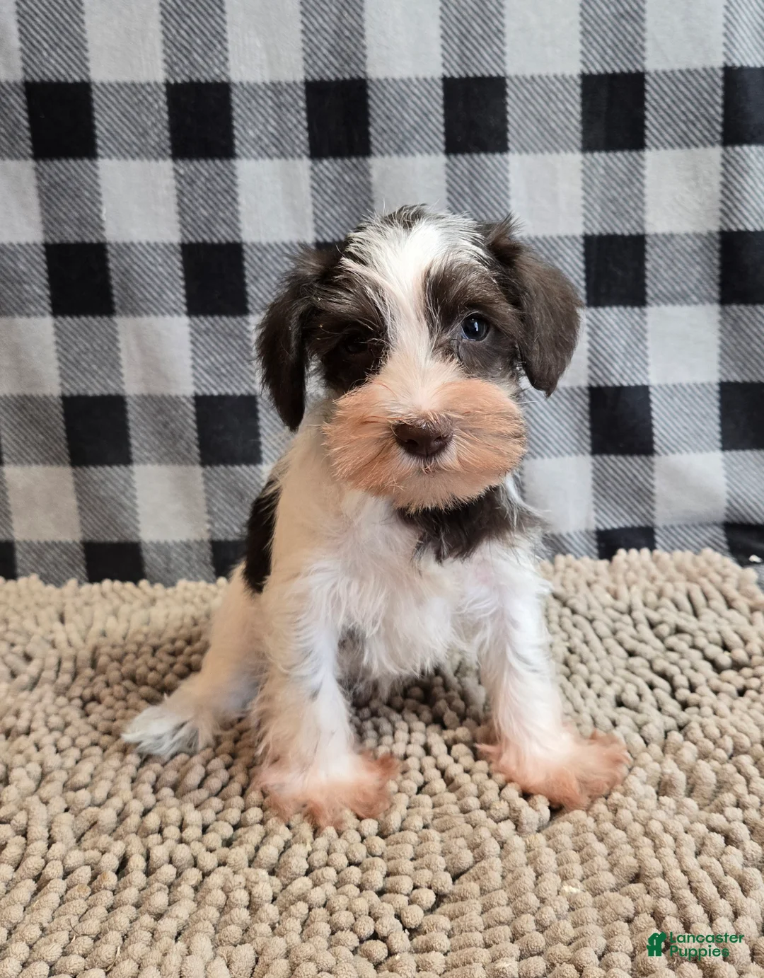 Miniature Schnauzer dogs for sale: Sophie - Ad 1