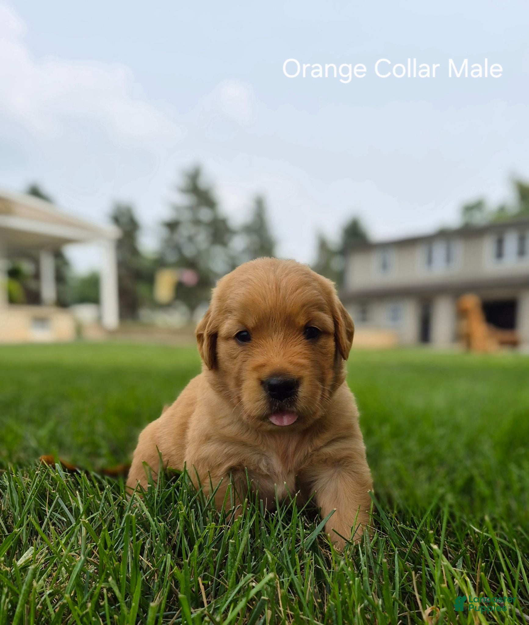 Golden Retriever dogs Skittles (Orange Collar) - Ad 1