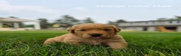 Golden Retriever dogs for sale: Skittles (Orange Collar) - Ad 1