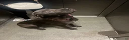 Cane Corso dogs for sale: Cane Corso 3 - Ad 2