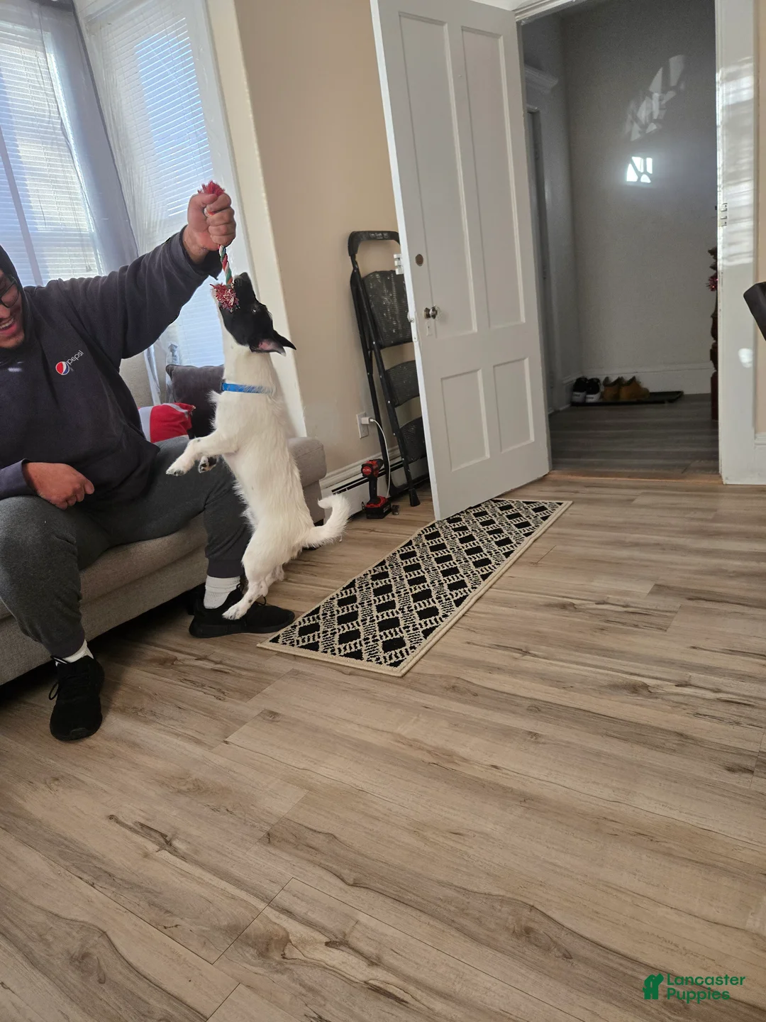 Jack Russell Terrier dogs for sale: Jack Russell Terrier  - Ad 2