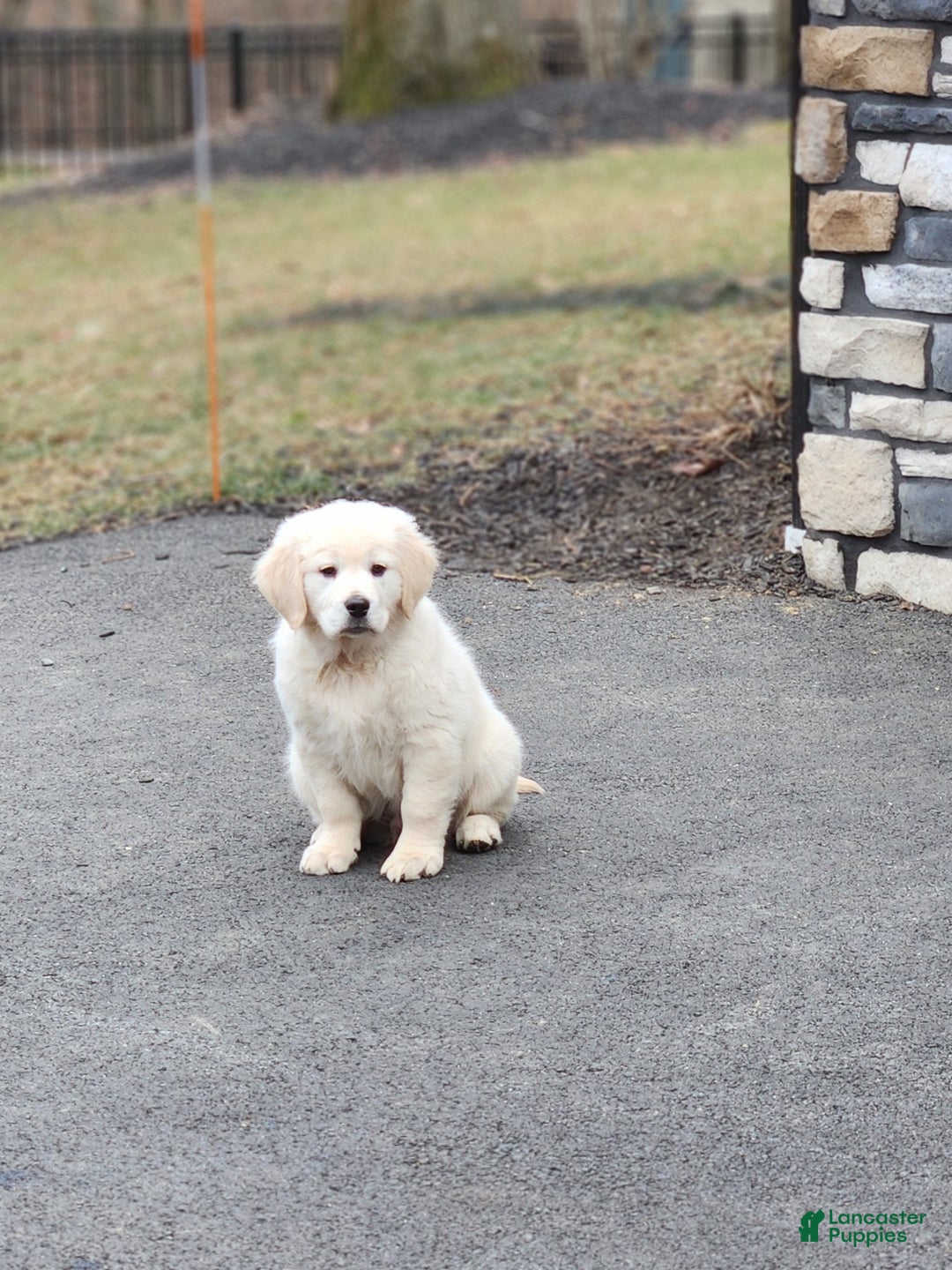 Golden Retriever dogs for sale: Chase - Ad 3