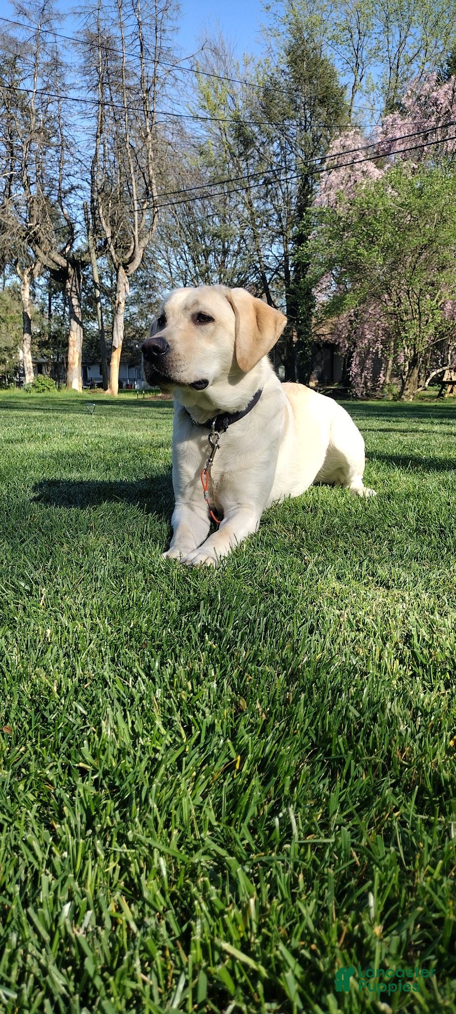Labrador Retriever dogs Ginger - Ad 2