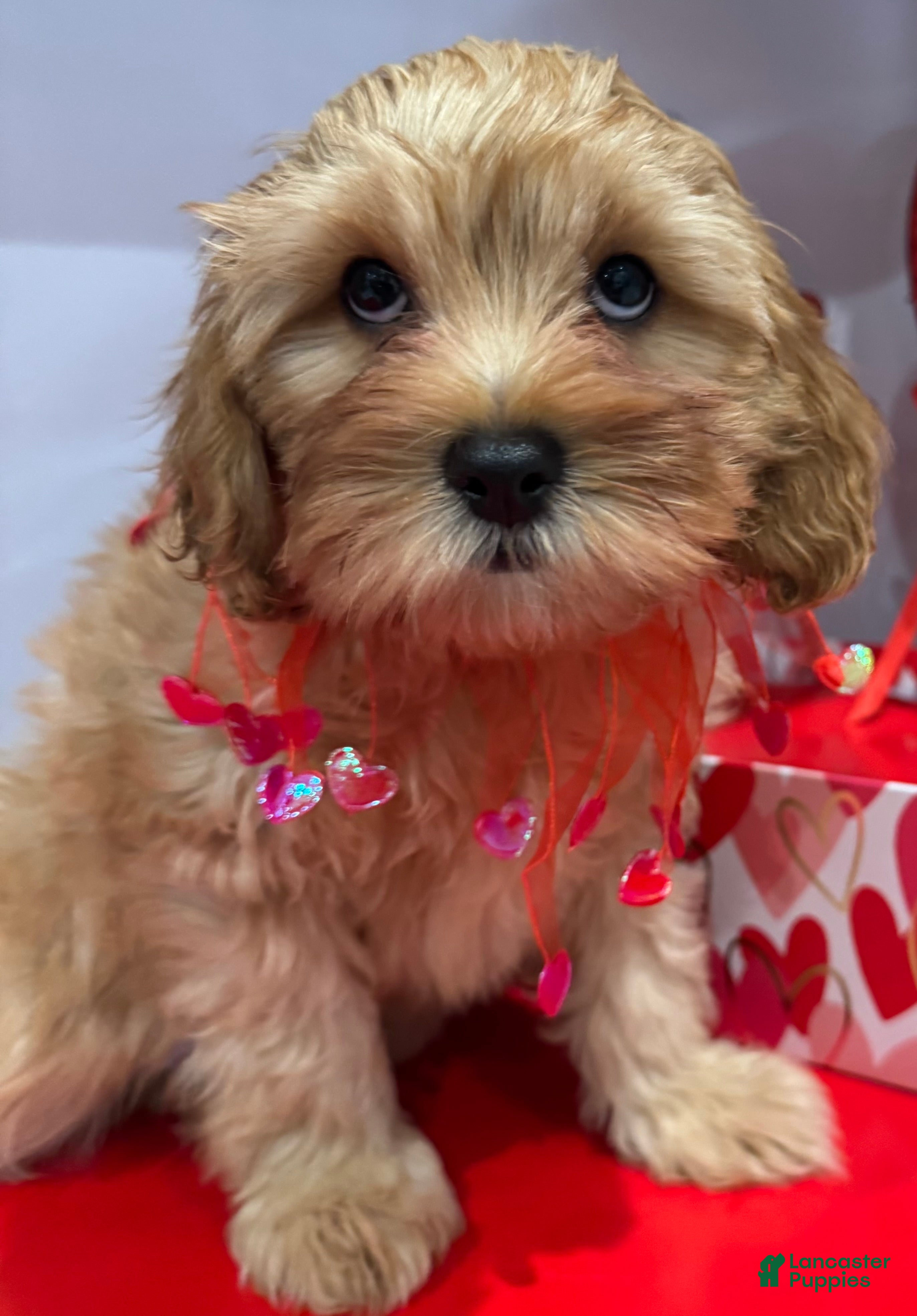 Cavapoo dogs Cavapoo Meck - Ad 17