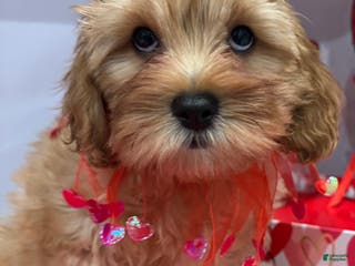 Cavapoo dogs Cavapoo Meck - Ad 2