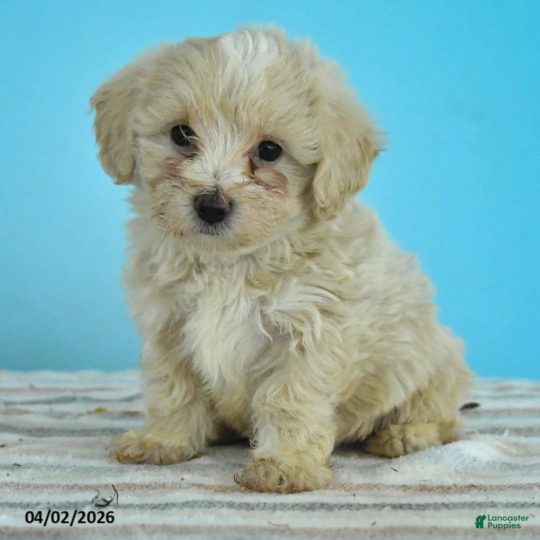 Maltipoo dogs for sale: Leo - Ad 2