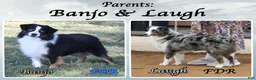 Toy Australian Shepherd dogs for sale: Booker - Ad 5