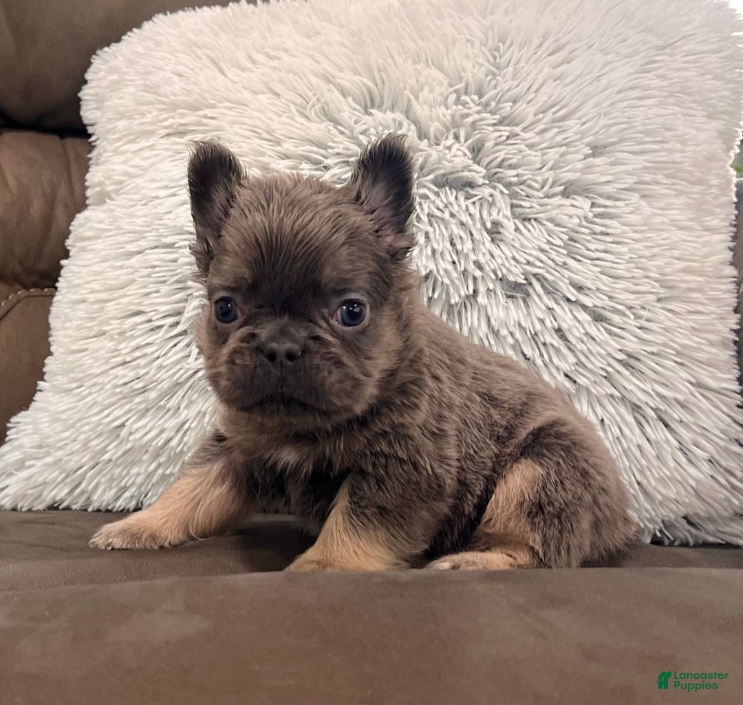 French Bulldog dogs for sale: Bobby - Ad 1