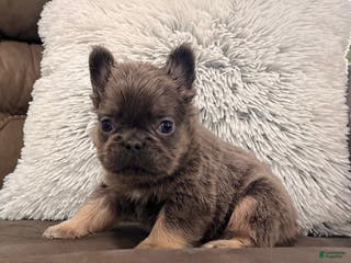 French Bulldog dogs Bobby - Ad 22