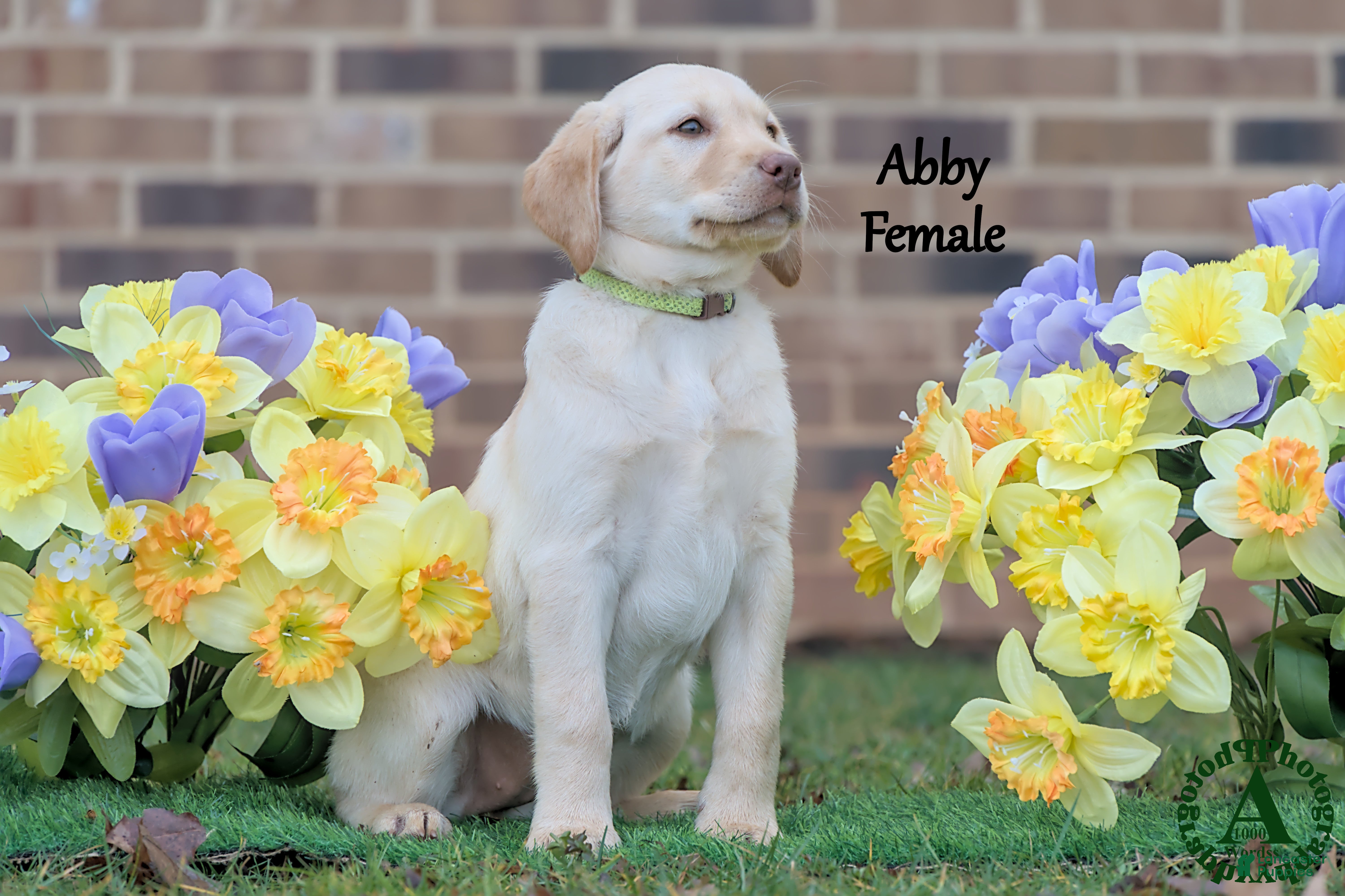 Labrador Retriever dogs Abby - Ad 2