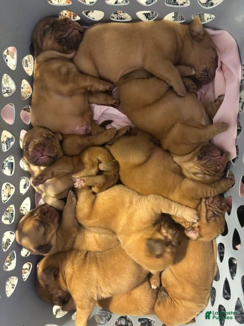 Dogue De Bordeaux dogs Dogue De Bordeaux Puppy 1 - Ad 21