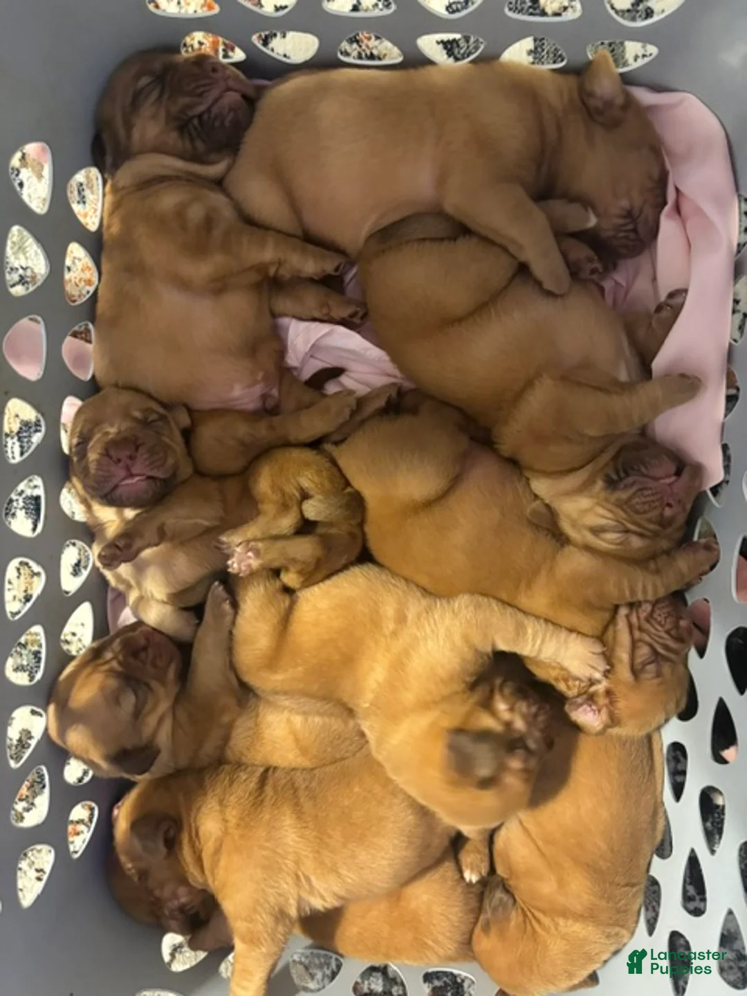 Dogue De Bordeaux dogs for sale: Dogue De Bordeaux Puppy 1 - Ad 1