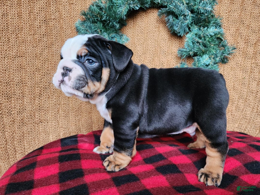 English Bulldog dogs for sale: Easton - Ad 17