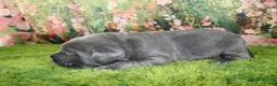 Labrador Retriever dogs for sale: Slate - Ad 3