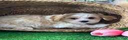 Mixed Breed dogs for sale: Luna - Ad 4