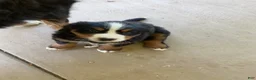 Bernese Mountain Dog dogs for sale: Blue collar- Bocephus - Ad 15