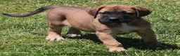 Mixed Breed dogs for sale: Bonnie - Ad 2