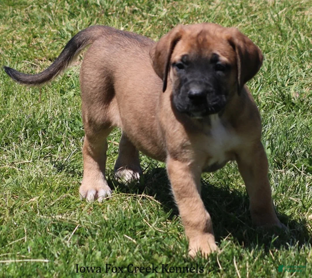 Mixed Breed dogs for sale: Bonnie - Ad 2