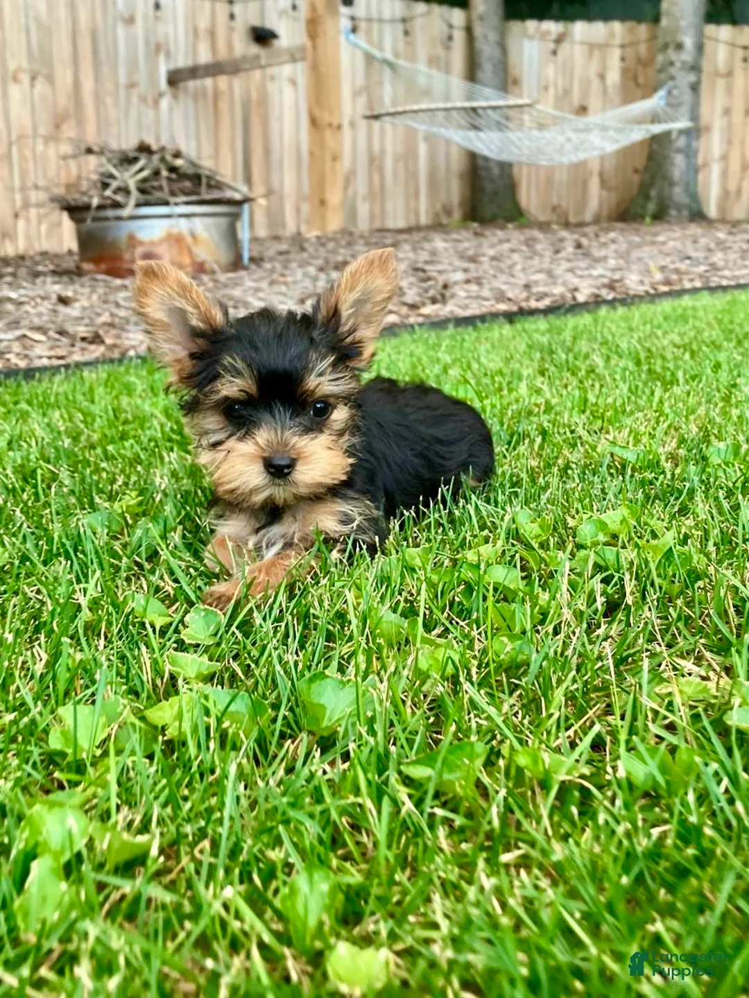 Yorkshire Terrier dogs for sale: Moriah - Ad 6