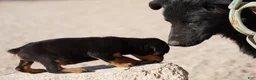 Mixed Breed dogs for sale: Toes M Black - Ad 4