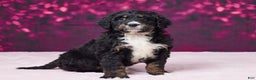 Bernedoodle dogs for sale: Gracie - Ad 5