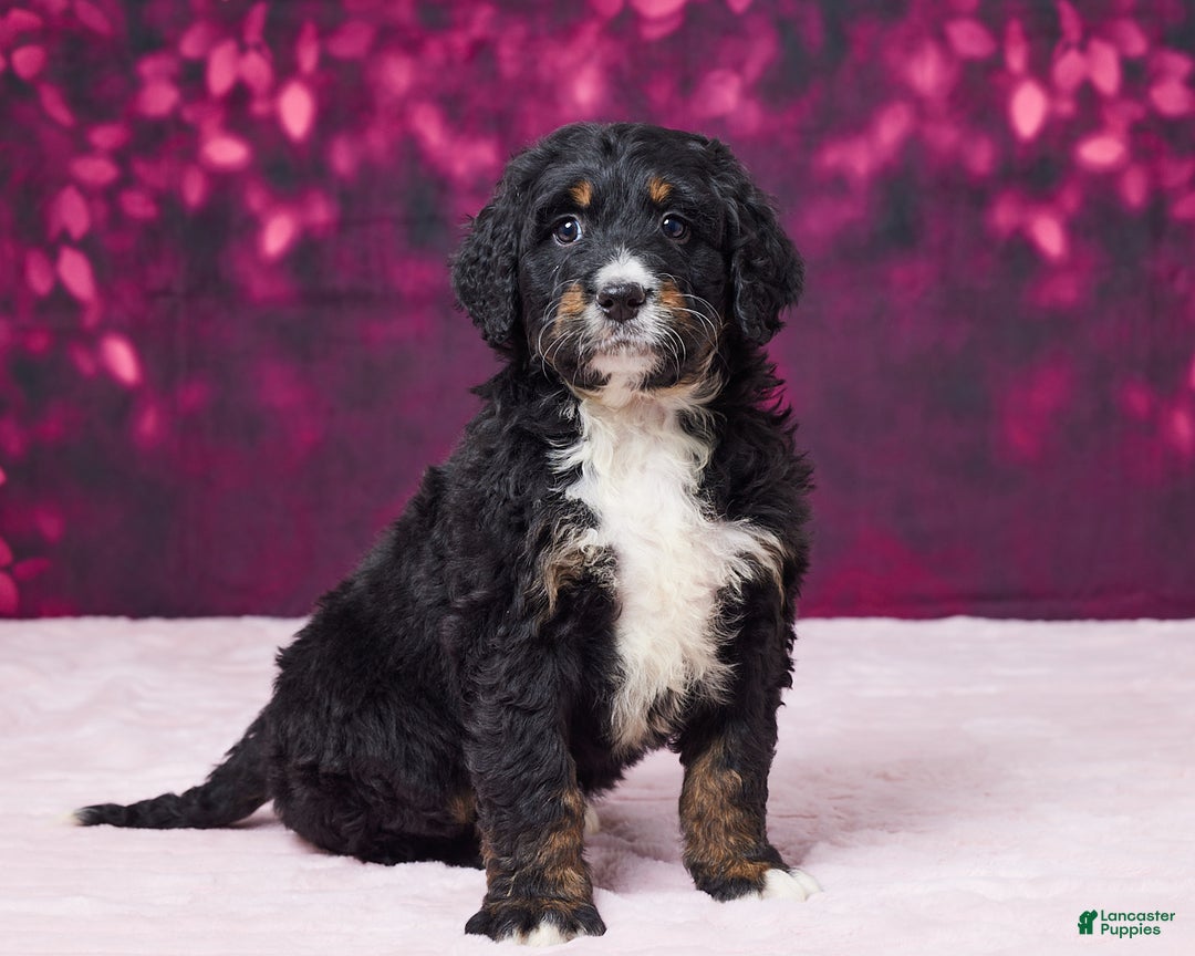 Bernedoodle dogs for sale: Gracie - Ad 5