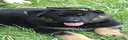 German Shepherd dogs for sale: Maximus  - Ad 4