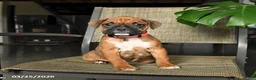 Boxer dogs for sale: Caramel - Ad 2