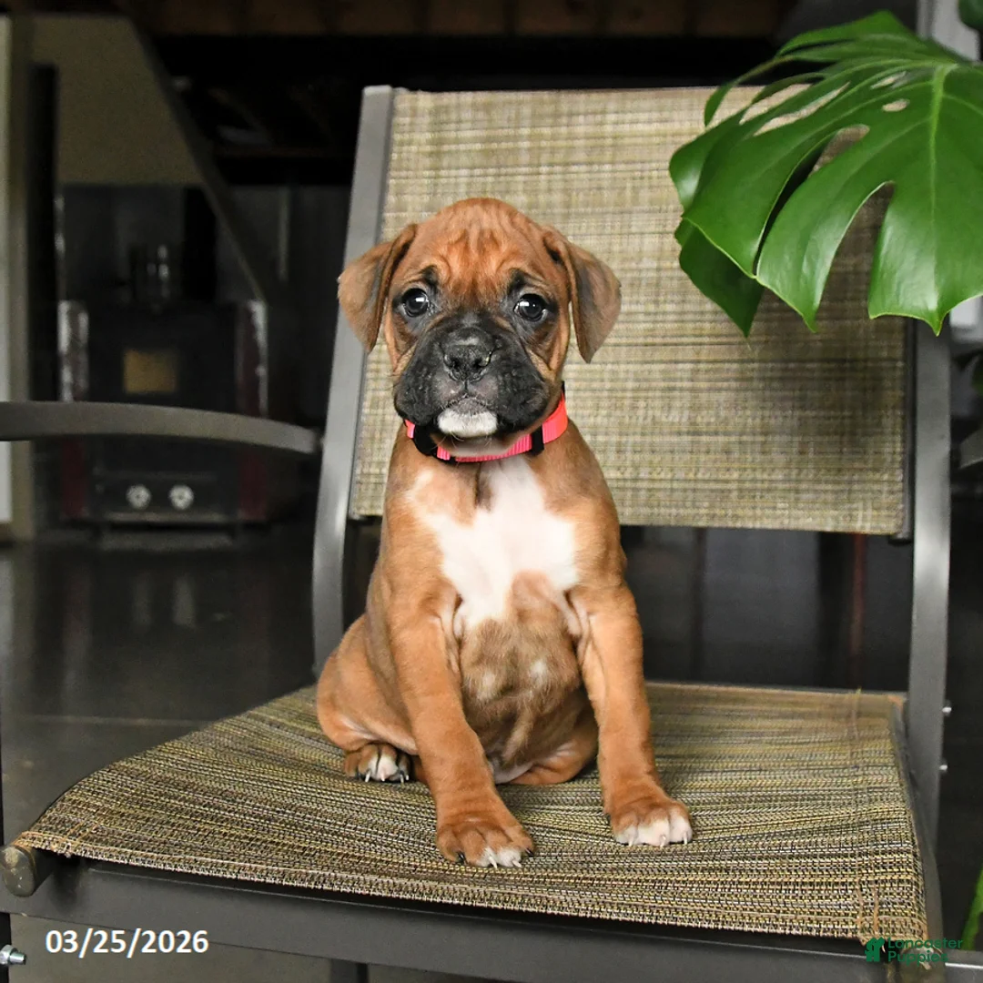 Boxer dogs for sale: Caramel - Ad 2