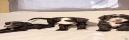 Sheepadoodle dogs for sale: Sheepadoodle Puppy 3 - Ad 9