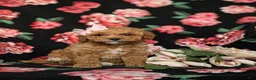 Toy Poodle dogs for sale: Peaches 9 lbs Full Grown - Ad 3