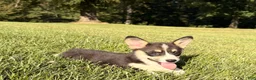 Welsh Corgi Pembroke dogs for sale: Holly - Ad 3