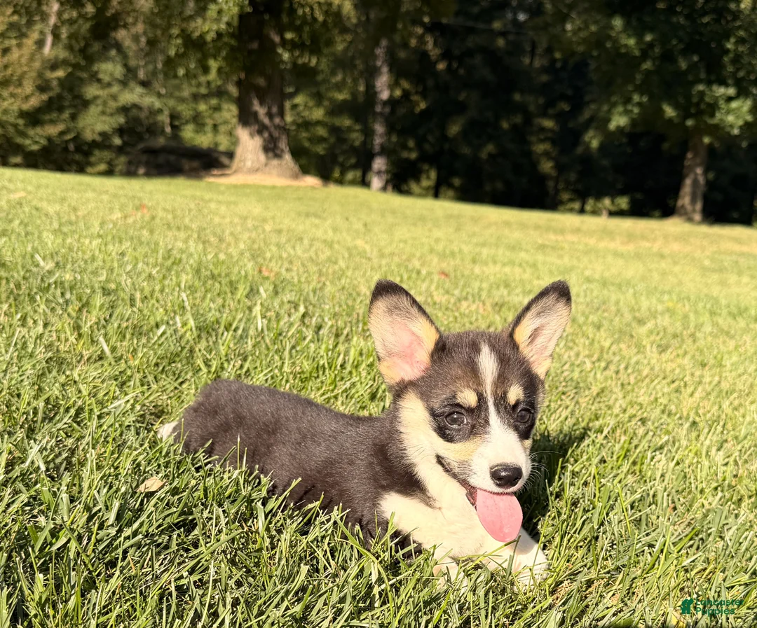 Welsh Corgi Pembroke dogs for sale: Holly - Ad 2