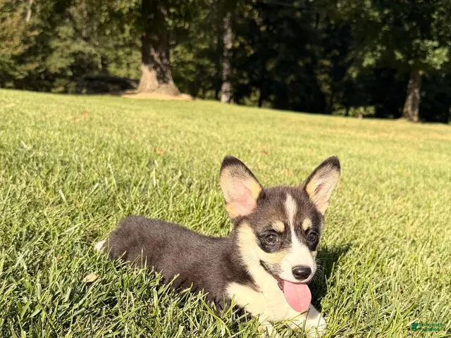 Welsh Corgi Pembroke dogs for sale: Holly - Ad 2