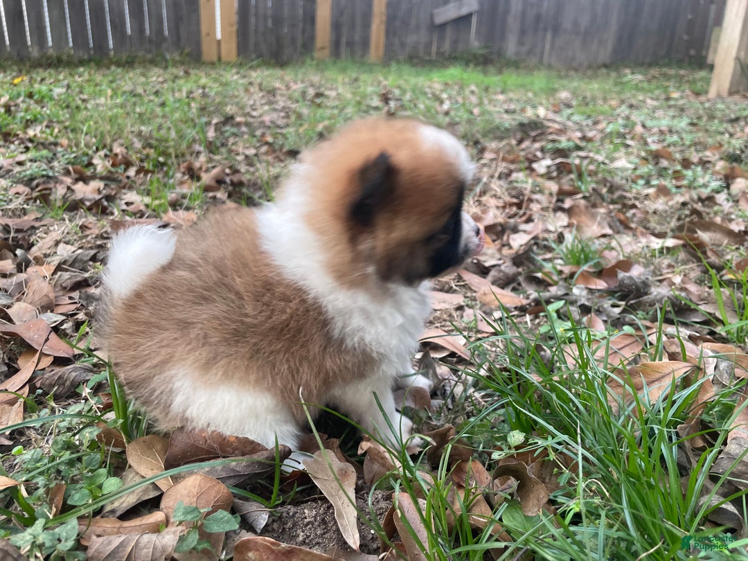 Pomeranian dogs for sale: Pomeranian Puppy 1 - Ad 6