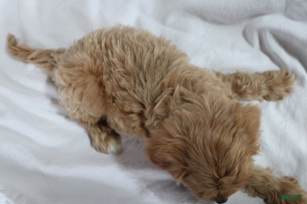 Mixed Breed dogs for sale: CavaPooChon female JANE - Ad 3