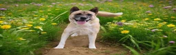 Akita dogs for sale: KJ - Ad 5