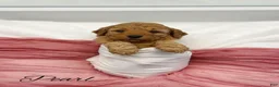 Mini Goldendoodle dogs for sale: Pearl  - Ad 2