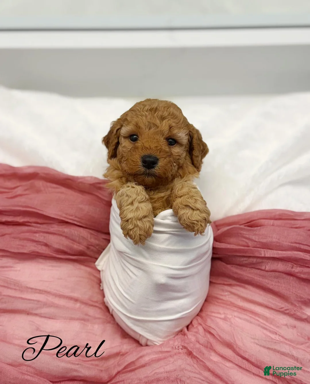 Mini Goldendoodle dogs for sale: Pearl  - Ad 2