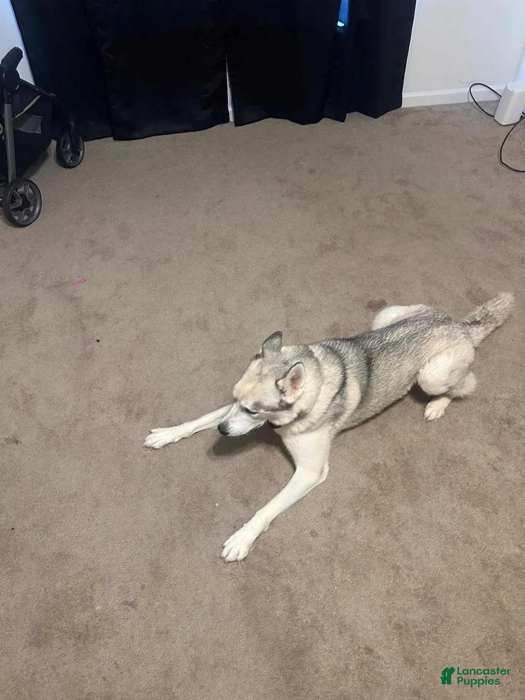 Siberian Husky dogs for sale: Siberian Husky 1 - Ad 2