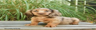 Pupcake 
