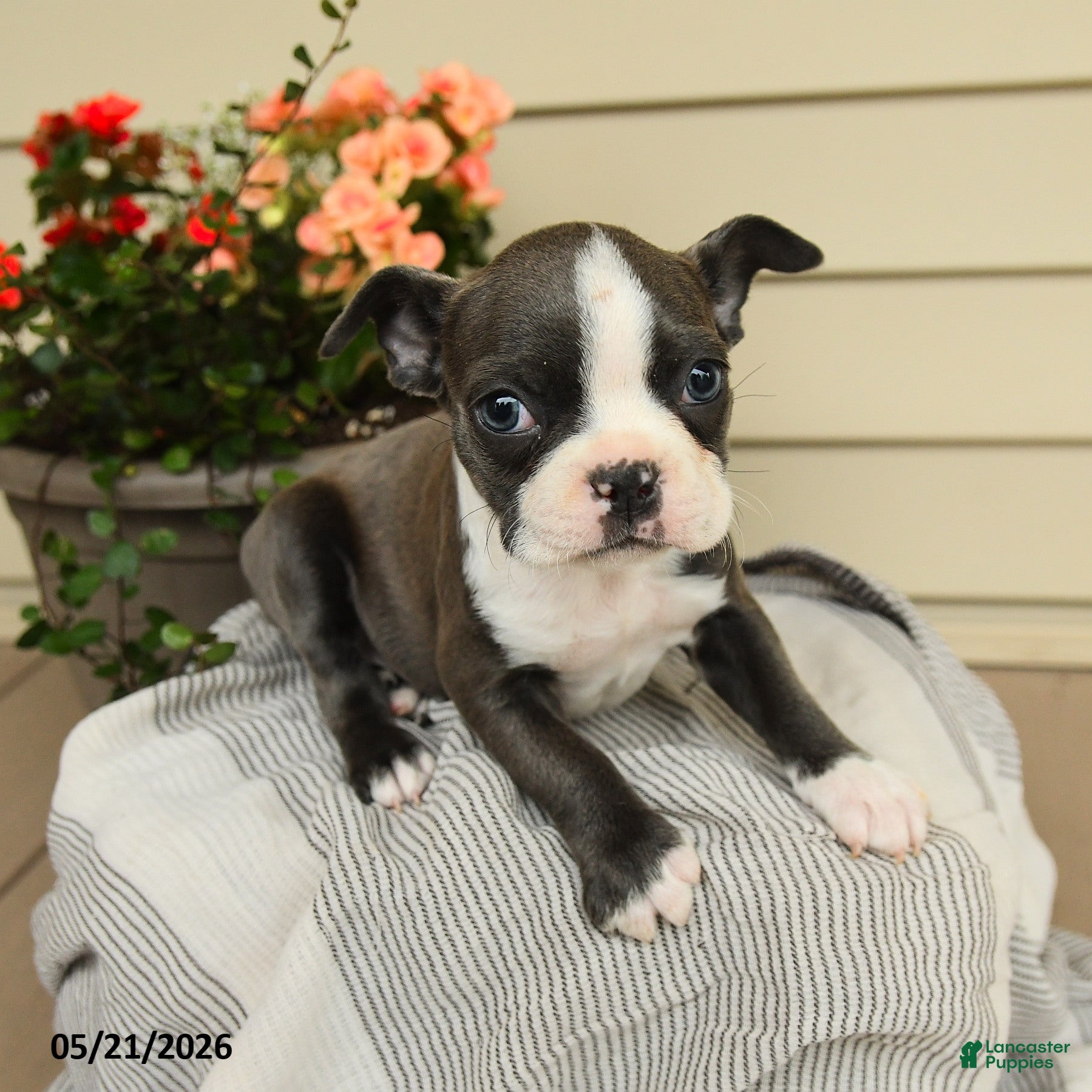 Boston Terrier dogs Bella   - Ad 2