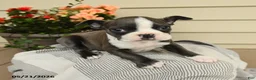 Boston Terrier dogs for sale: Bella   - Ad 2