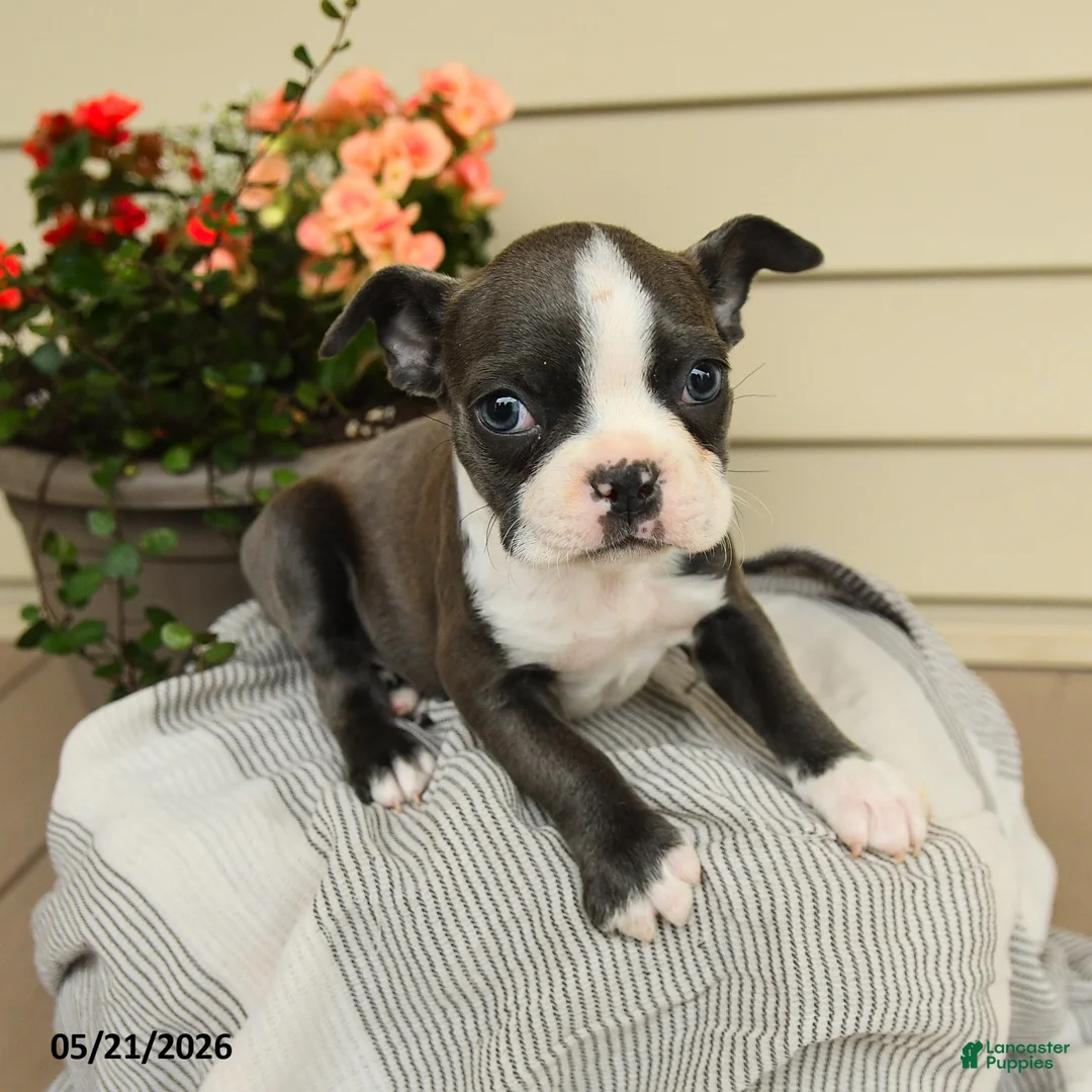 Boston Terrier dogs for sale: Bella   - Ad 2