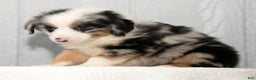 Miniature Australian Shepherd dogs for sale: Daisy - Ad 3