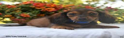 Dachshund dogs for sale: Dakota - Ad 4
