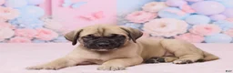 English Mastiff dogs for sale: Diesel - Ad 4