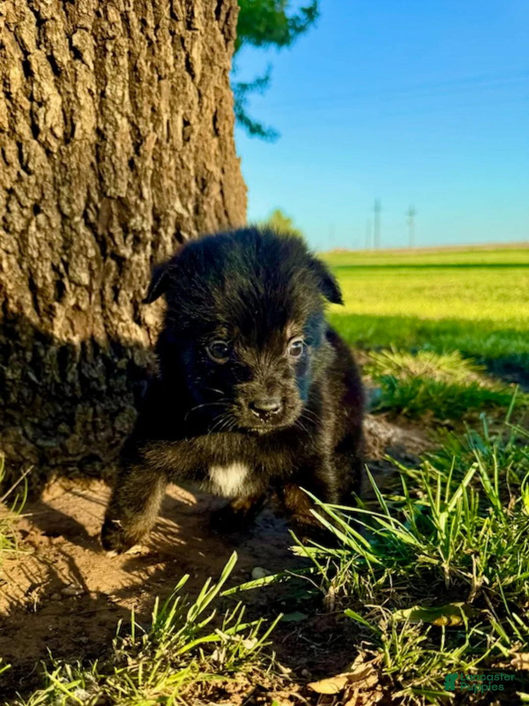 Miniature Australian Shepherd dogs for sale: Coral - Ad 5