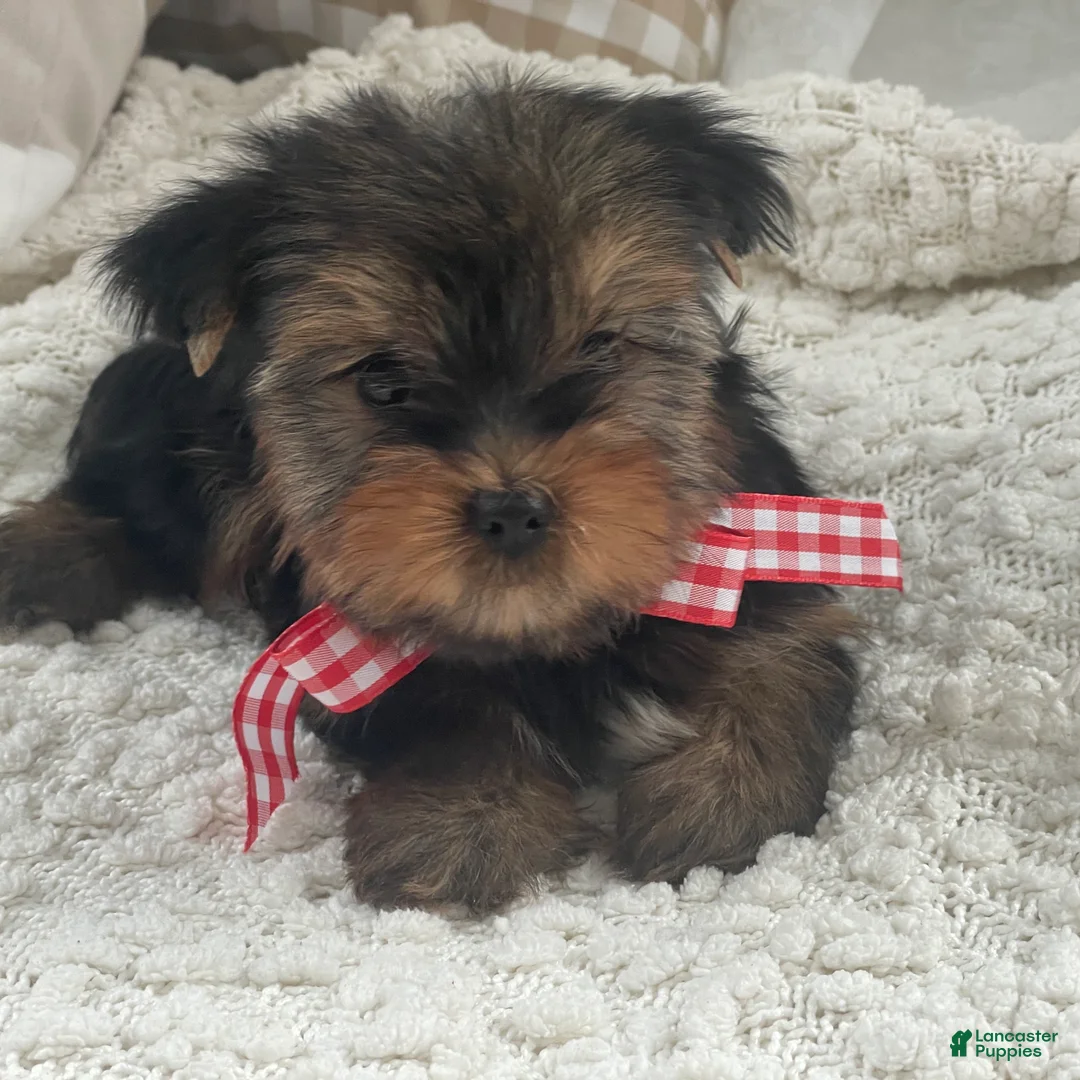 Yorkshire Terrier dogs for sale: Tiny Finn - Ad 6