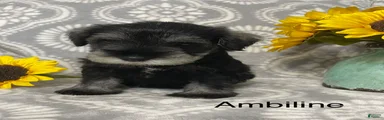 Miniature Schnauzer 3
